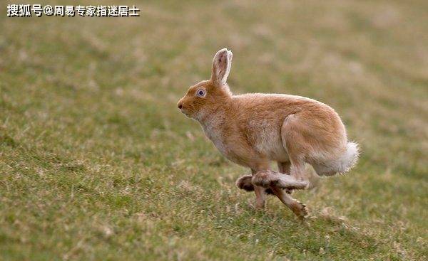 小小身躯洞中藏，灵活跳跃尘土扬打一精准生肖动物，综合解答解释落实_nw07.14.43